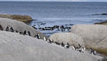 pinquins bij de boulders jan azier